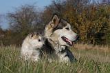 ALASKAN MALAMUTE 545